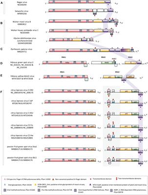 Poorly Conserved P15 Proteins of Cileviruses Retain Elements of Common Ancestry and Putative Functionality: A Theoretical Assessment on the Evolution of Cilevirus Genomes